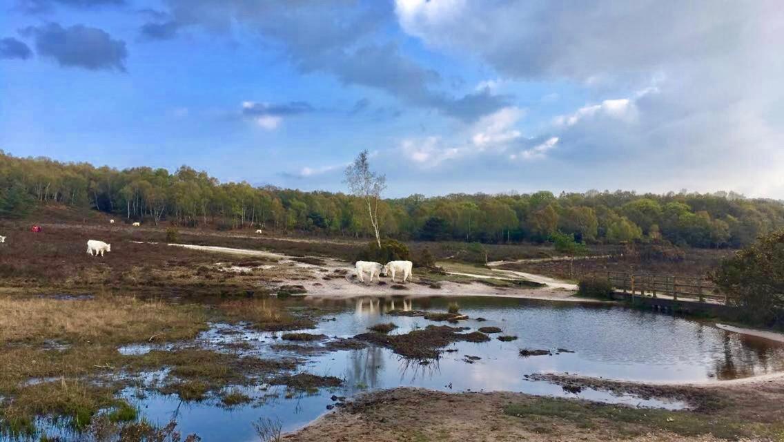 The Wayside Shepherd Hut Beaulieu Exteriör bild